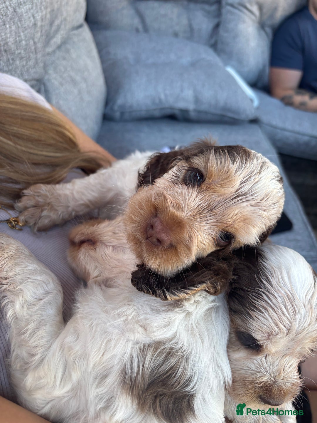Cocker Spaniel dogs for sale: Champion Show Cocker Spaniels  in Cranbrook - Image 4