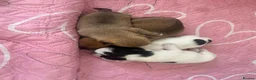 Jack Chi dogs for sale: Beautiful Jack x chi puppies - Advert 5