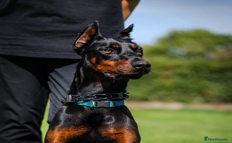 Dobermann dogs - Advert 2