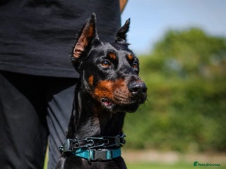 Dobermann dogs - Advert 2