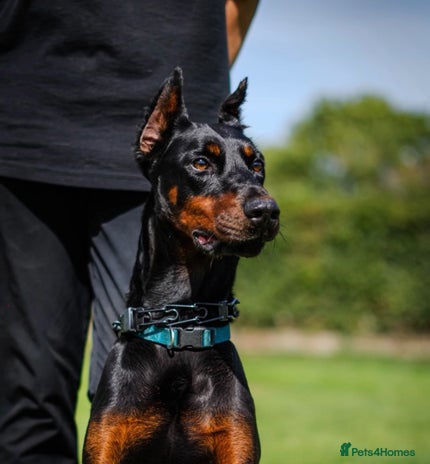 Dobermann dogs - Advert 2