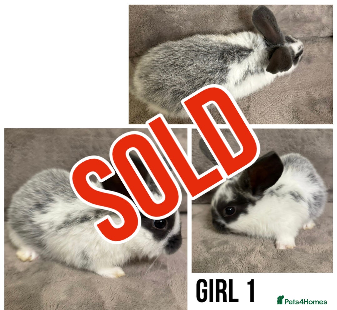 Dwarf Lop rabbits for sale: Baby Dwarf Lop Bunnies - Advert 3