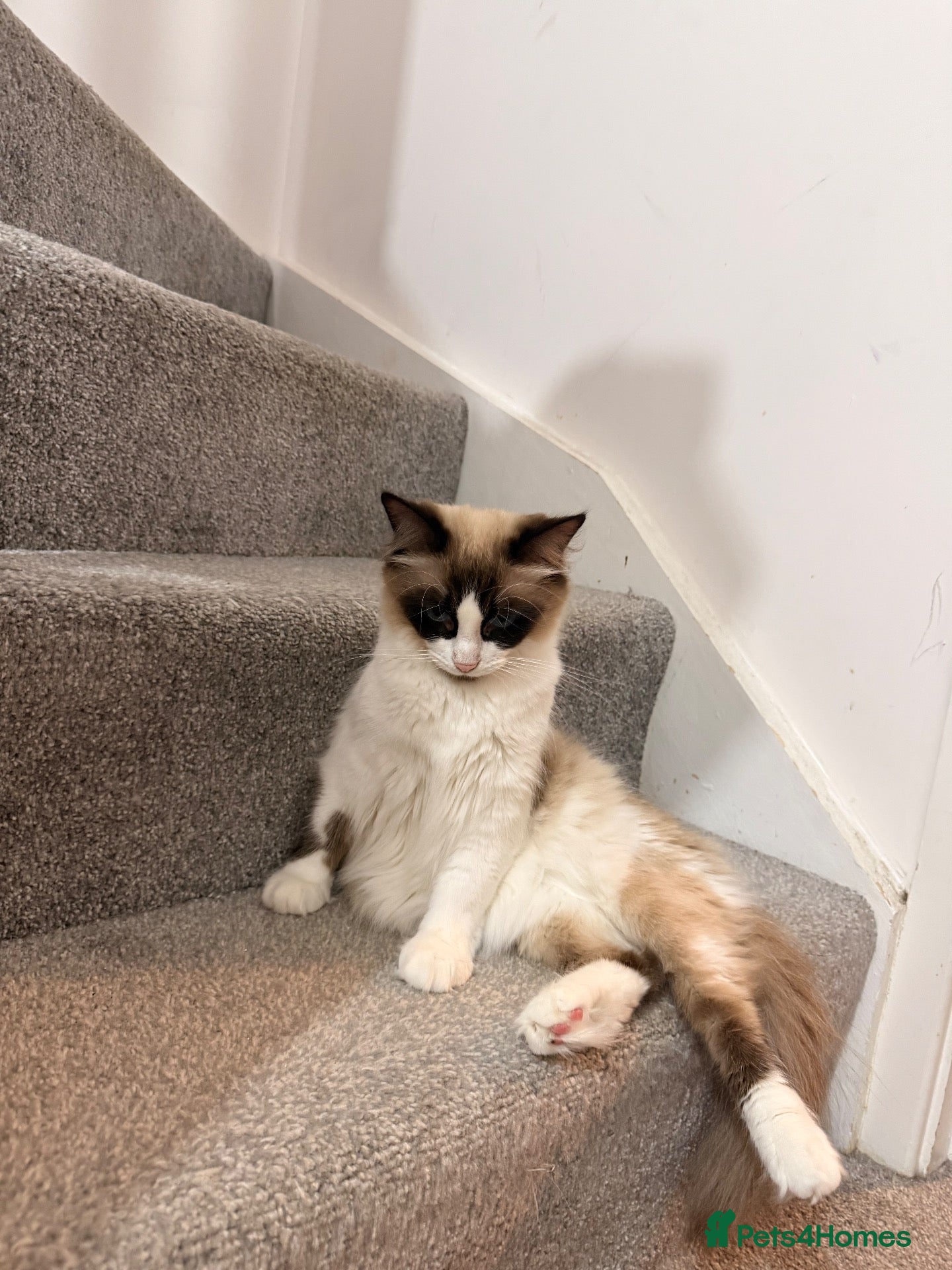 Mixed Breed cats Beautiful Ragdoll x Maine Coon Kittens  - Advert 1