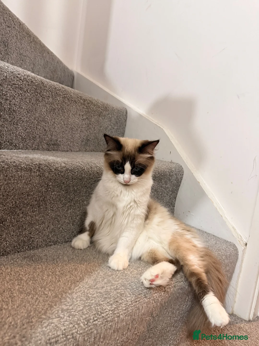 Mixed Breed cats for sale: Beautiful Ragdoll x Maine Coon Kittens  - Advert 1