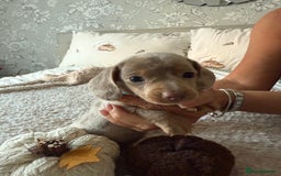 Dachshund dogs for sale: Beautiful litter of Dachshund puppies  - Image 12