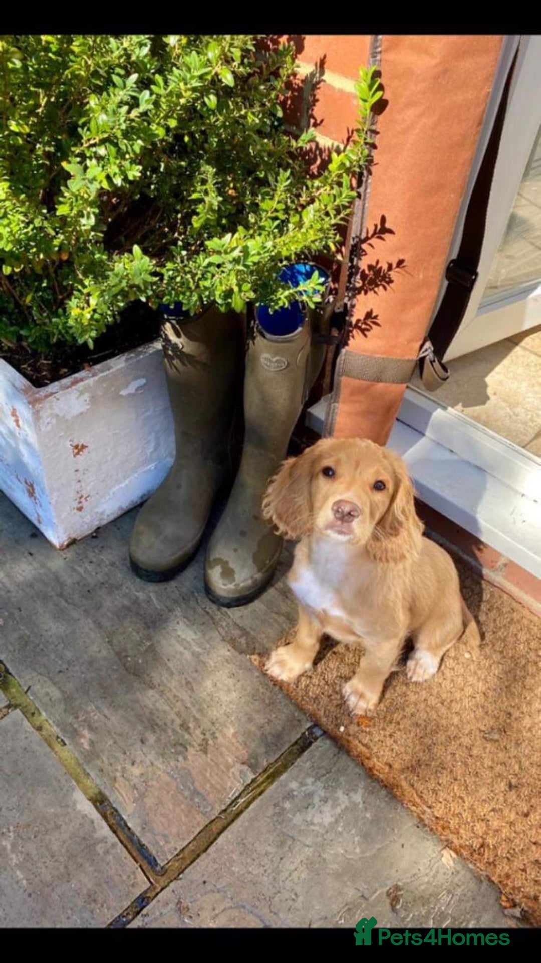 Cocker Spaniel dogs for stud: KC Registered Working Cocker Spaniel STUD - Advert 10