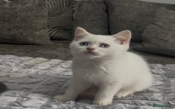 British Shorthair cats for sale: British short hair kittens  - Image 2