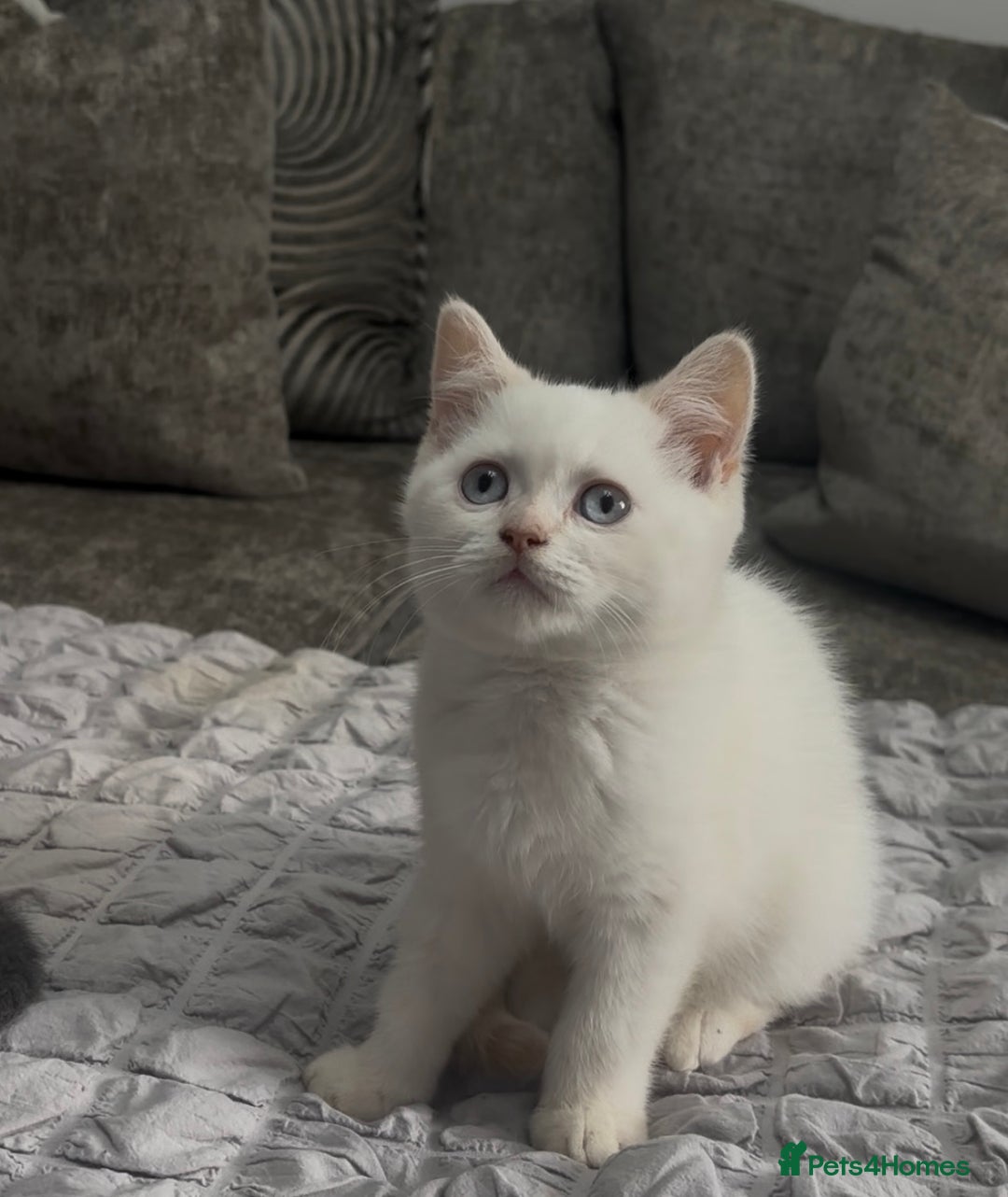 British Shorthair cats for sale: British short hair kittens  - Image 2