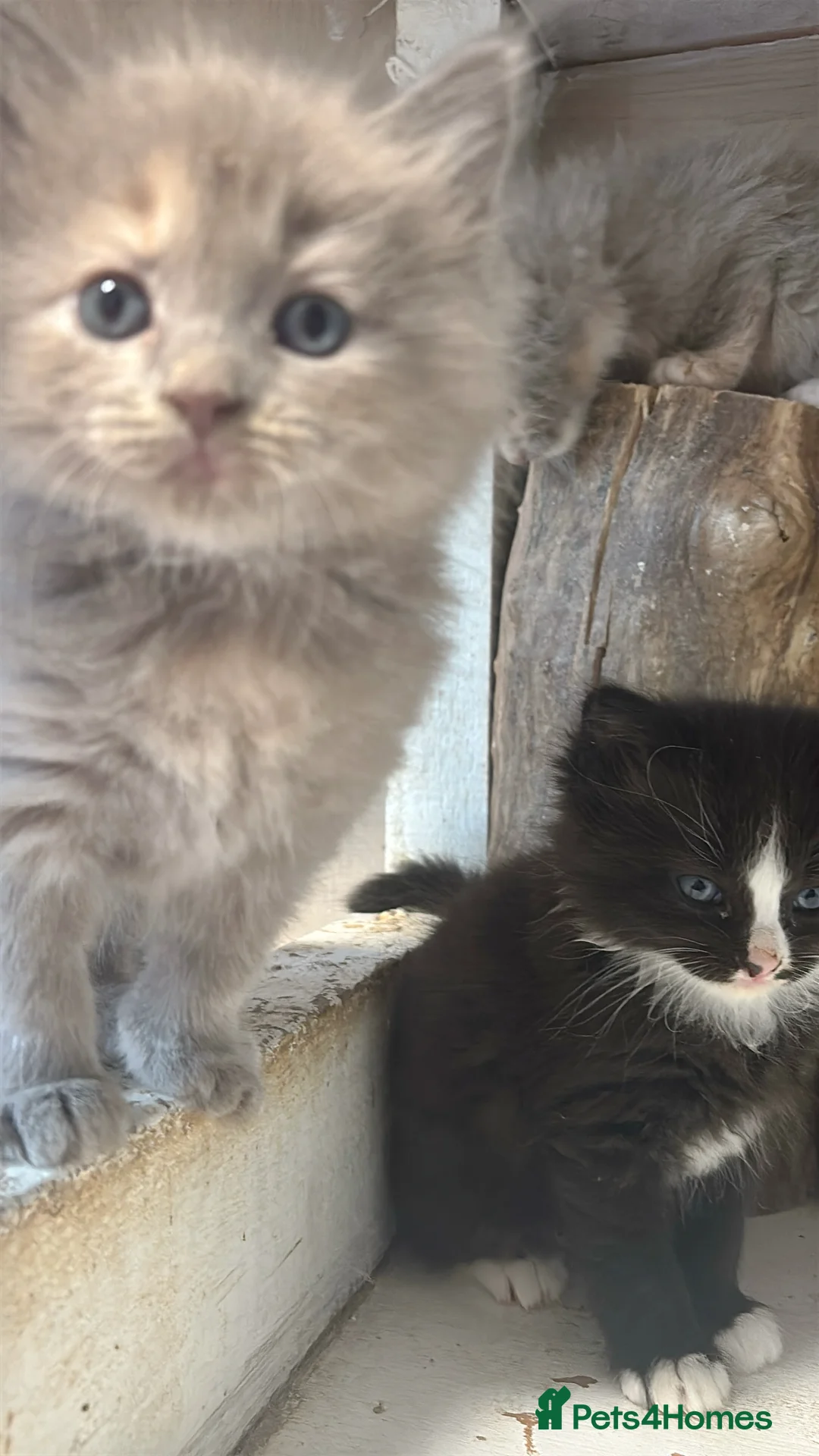 British Longhair cats for sale: Beautiful and Playful half ragdoll kittens - Advert 2