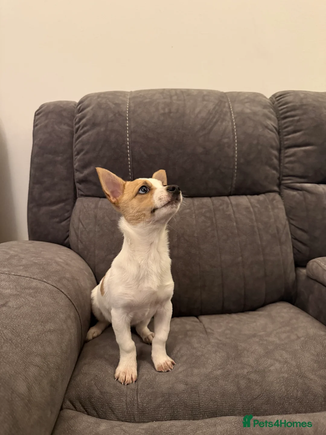 Pomchi dogs for sale: 11 weeks old Chihuahua x Pomeranian - Advert 3