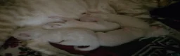 Bengal cats for sale: 🌟Stunning pure snow bengal kittens 🎉 in Southampton - Advert 20