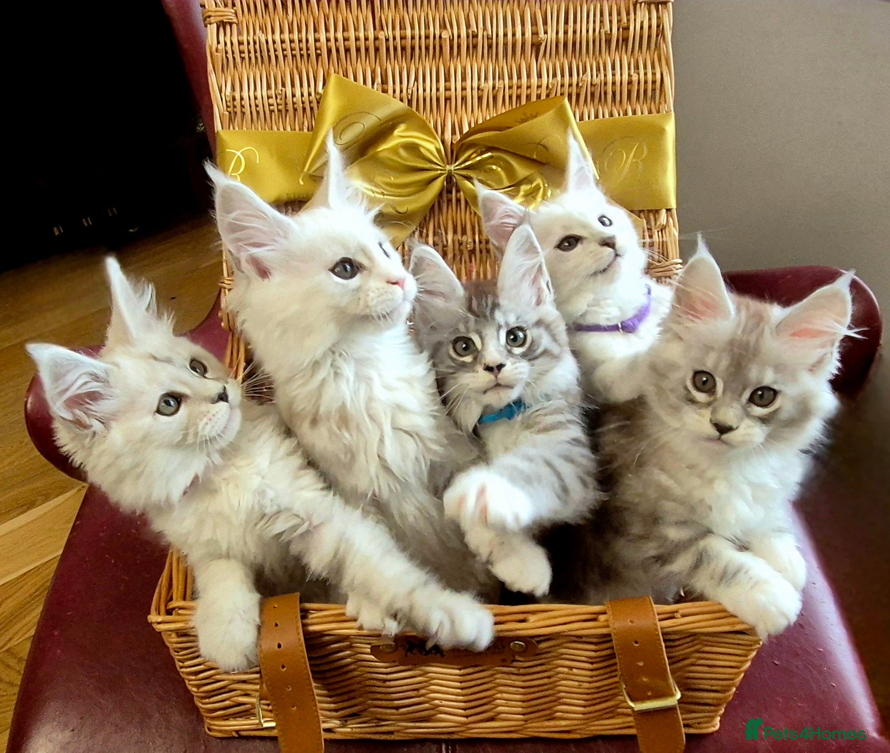 Maine Coon cats GCCF Pedigree Maine Coon Kittens Rare Shaded - Advert 6