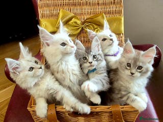 Maine Coon cats GCCF Pedigree Maine Coon Kittens Rare Shaded - Advert 6