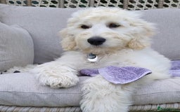 Goldendoodle dogs for sale: Goldendoodles F1, both parents hip scored          - Image 13