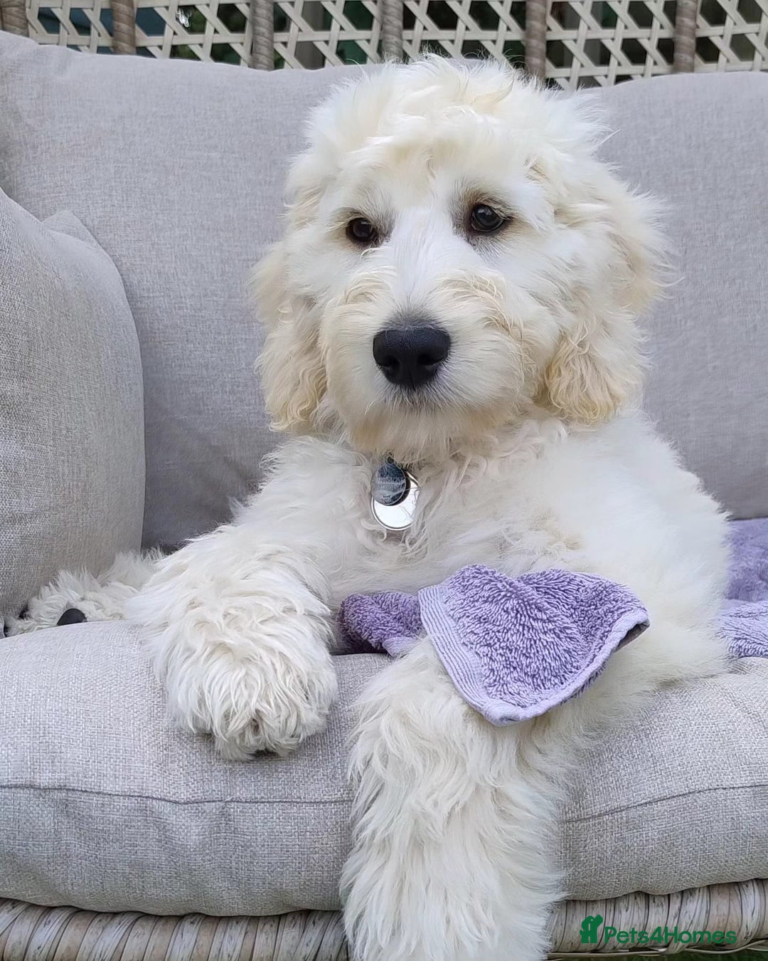 Goldendoodle dogs for sale: Goldendoodles F1, both parents hip scored          - Image 13