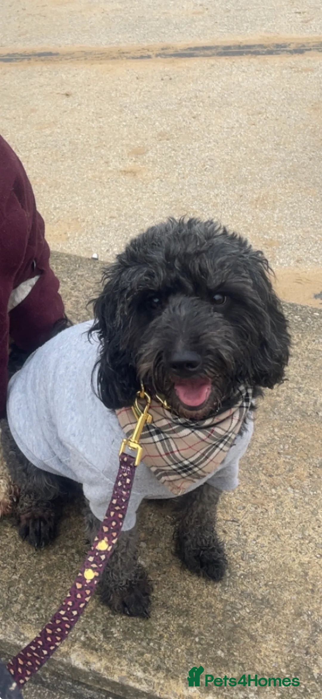 Cockapoo dogs for sale: WAITING LIST FOR COCKERPOO - Advert 2