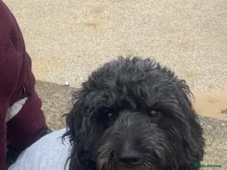 Cockapoo dogs WAITING LIST FOR COCKERPOO - Advert 1