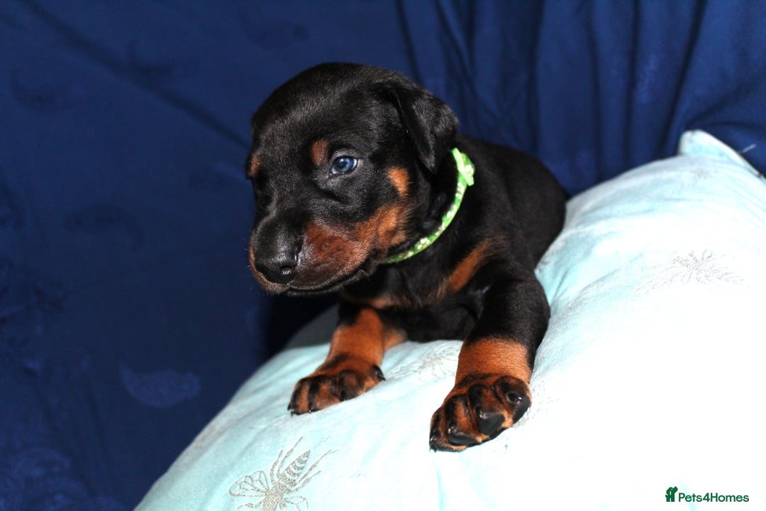 Dobermann dogs for sale: Best quality European Doberman Puppies  - Image 3