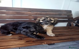 Cocker Spaniel dogs for sale: Cocker spaniel pups  - Image 4