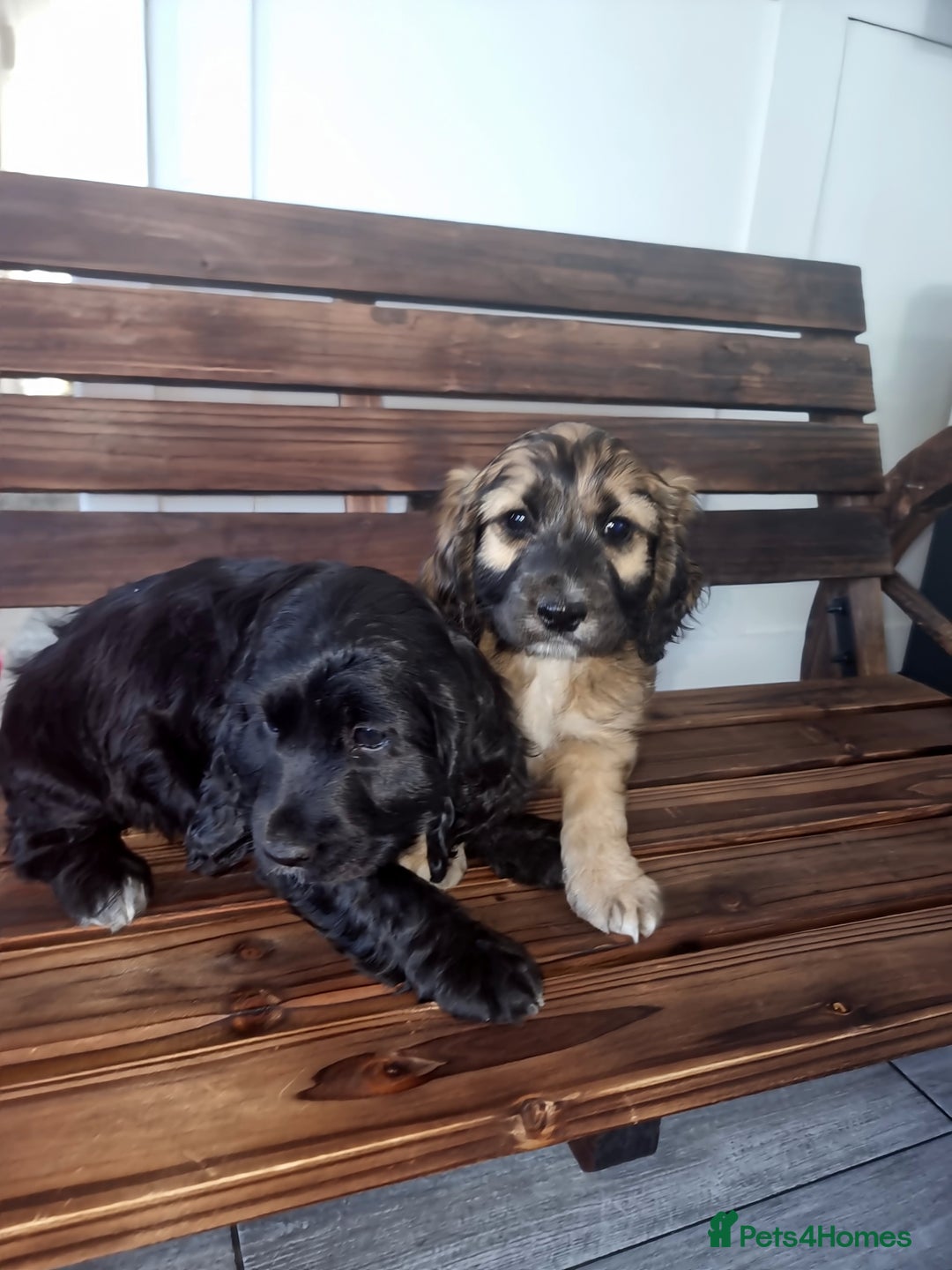 Cocker Spaniel dogs for sale: Cocker spaniel pups  - Image 4