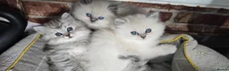 Ragdoll cats for sale: Adorable Ragdoll Kittens–Super Cuddly teddy bears - Advert 1