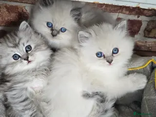 Ragdoll cats for sale: Adorable Ragdoll Kittens–Super Cuddly teddy bears - Advert 2