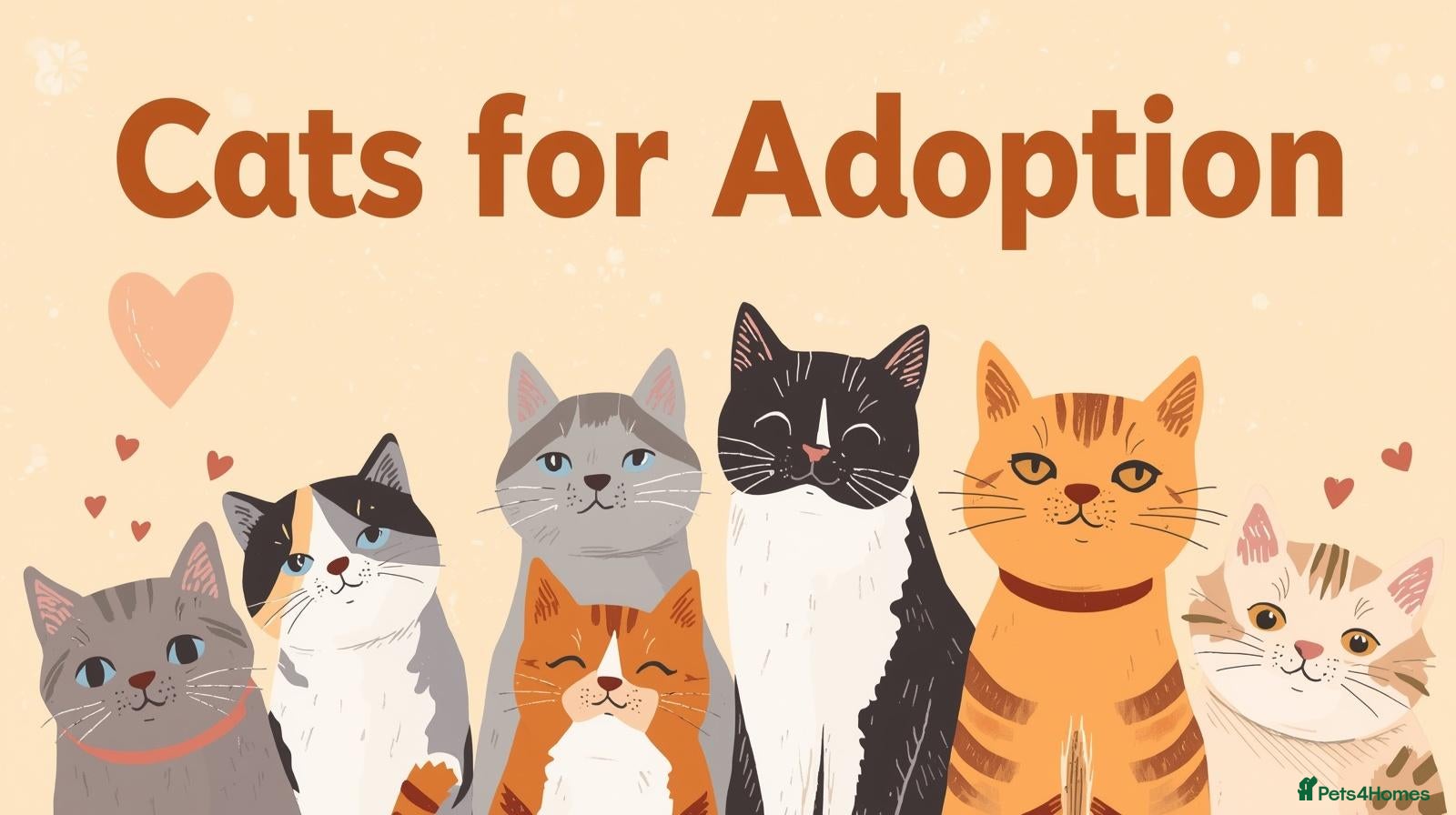 Mixed Breed cats Family of 6 cats for good home - Advert 9