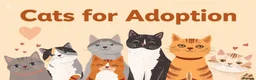 Mixed Breed cats for sale: Family of 6 cats for good home - Advert 1