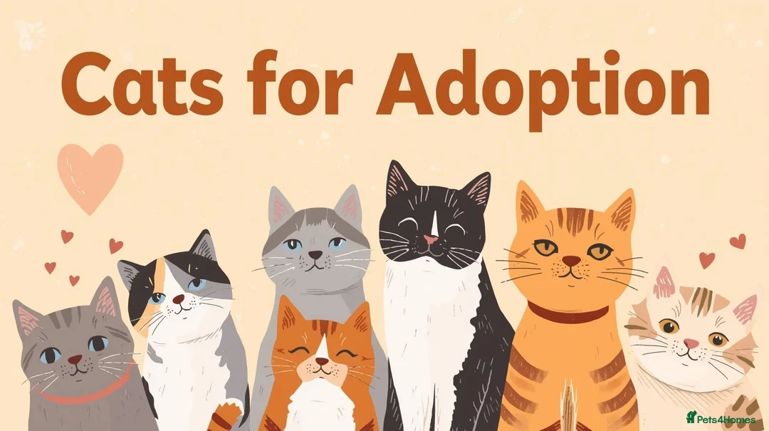 Mixed Breed cats for sale: Family of 6 cats for good home - Advert 1