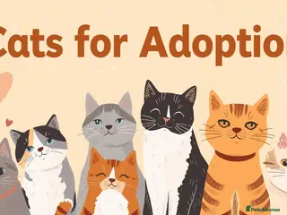 Mixed Breed cats Family of 6 cats for good home - Advert 9