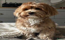Maltipoo dogs for sale: Maltipoo - Image 7