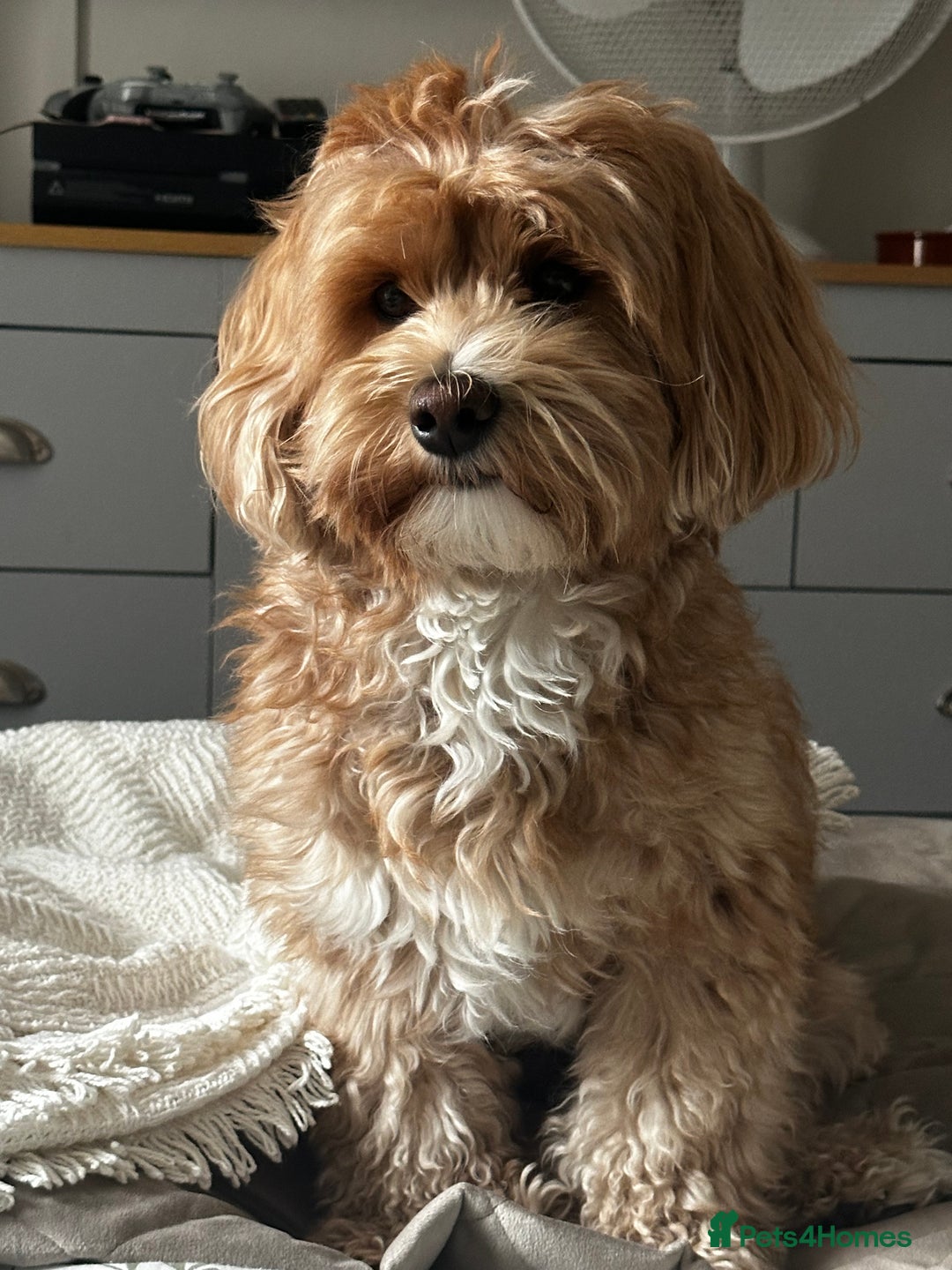 Maltipoo dogs for sale: Maltipoo - Image 7