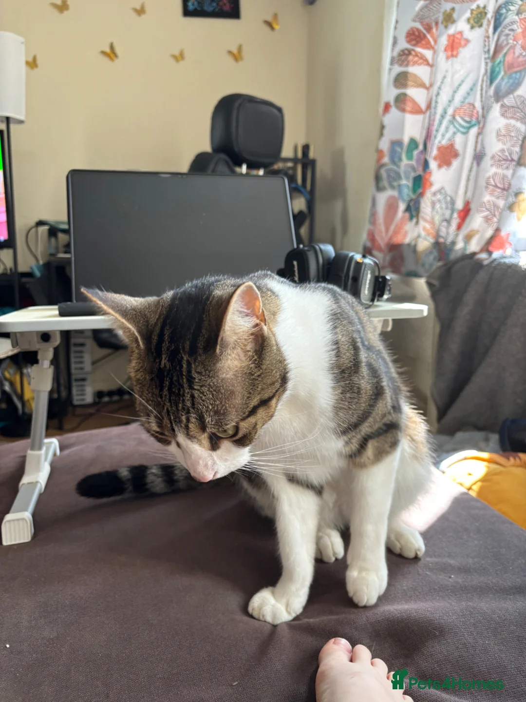 British Shorthair cats for sale: Tabby cat for sale in Bexhill-on-Sea - Advert 2