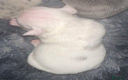 English Bulldog dogs for sale: 🌟 health tested parents 🌟 - Image 39