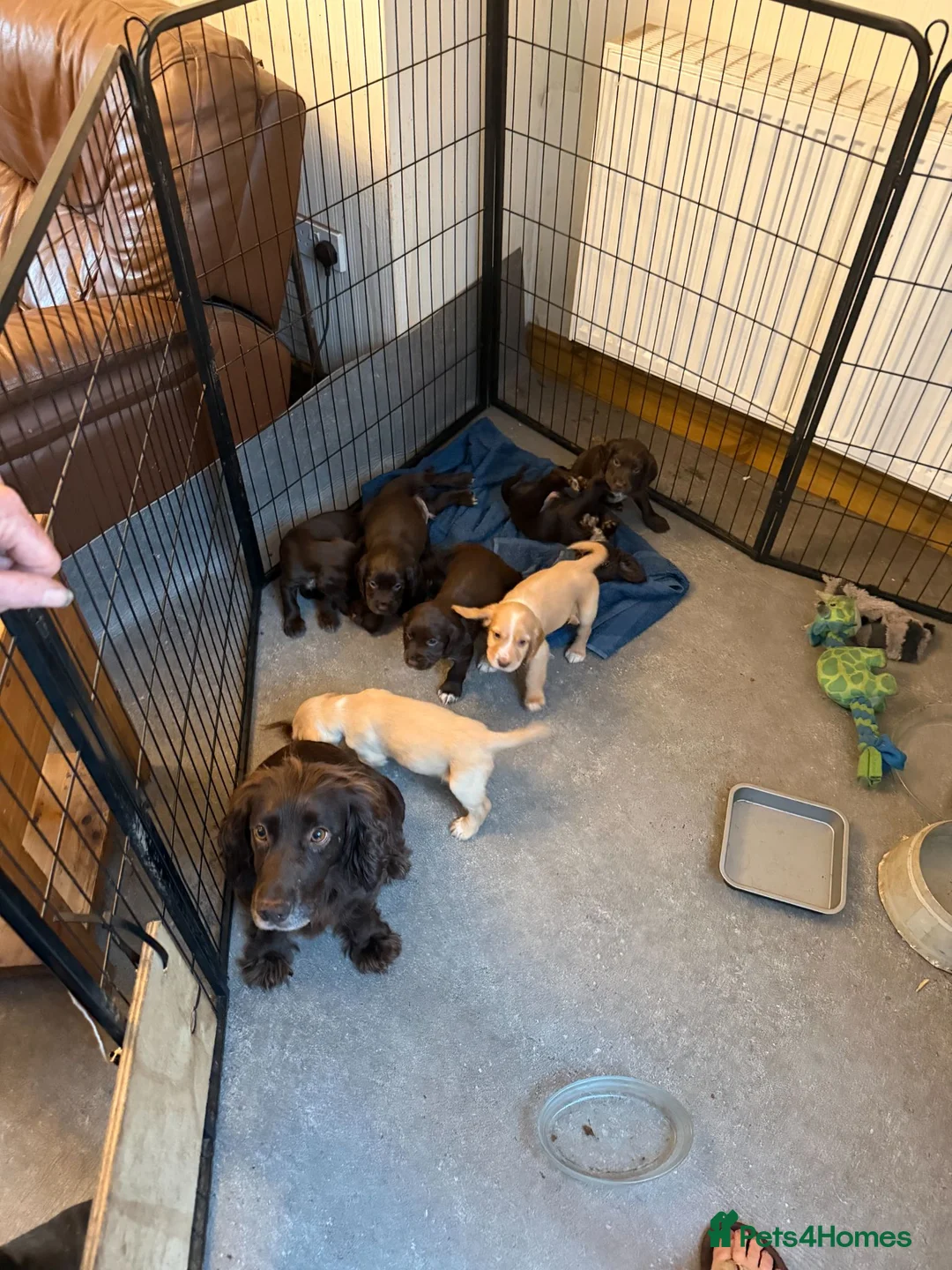 Cocker Spaniel dogs for sale: KC working cocker spanial - Advert 1