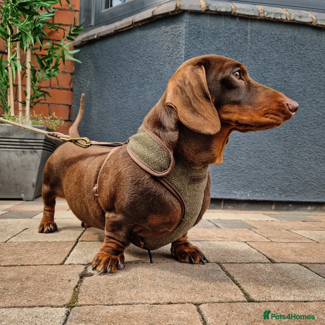 Miniature Dachshund dogs for stud: ** ROGUEROYALES STUD DASH ** PRA Clear in Wolverhampton - Advert 3
