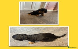 Cocker Spaniel dogs for sale: KC & HEALTH TESTED CHOC SABLE PUPS - Image 9