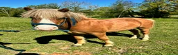 Welsh Section A horses for sale: Young Welsh Gelding to Good Home - Advert 4