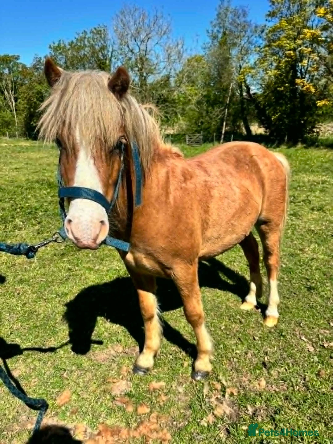 Welsh Section A horses for sale: Young Welsh Gelding to Good Home - Advert 4