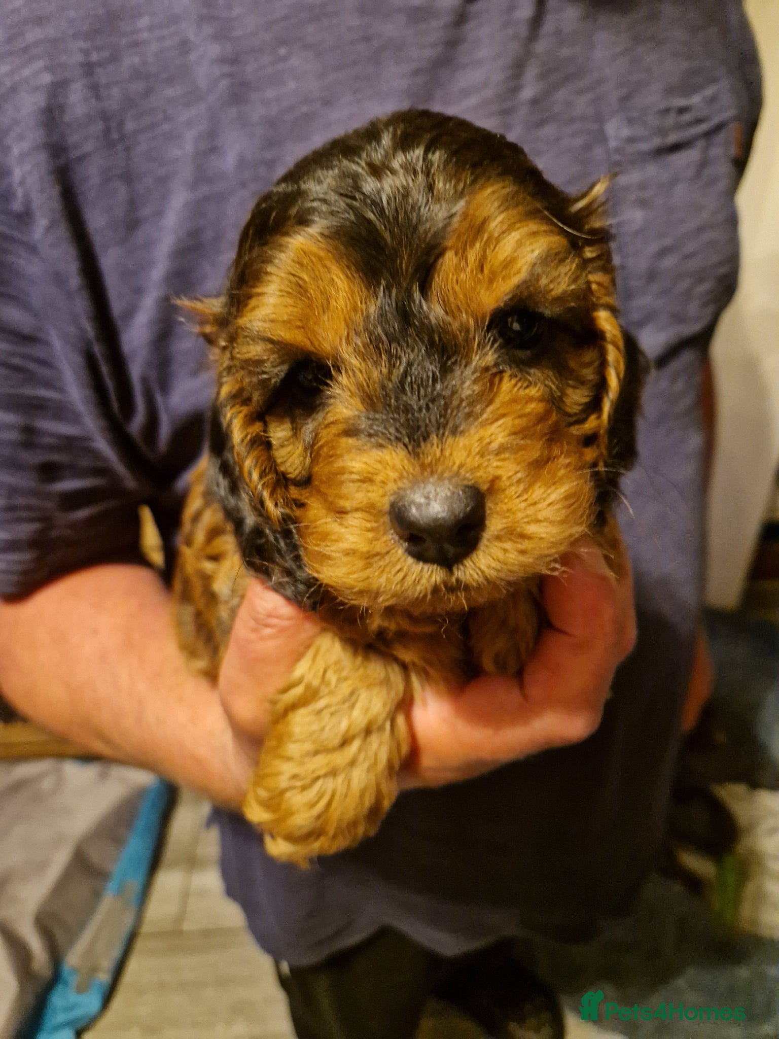 Cockapoo dogs for sale: RED AND SABLE F1 COCKAPOOS FOR SALE - Advert 13