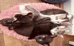 Mixed Breed cats for sale: Kittens ready for lovely homes - Image 2