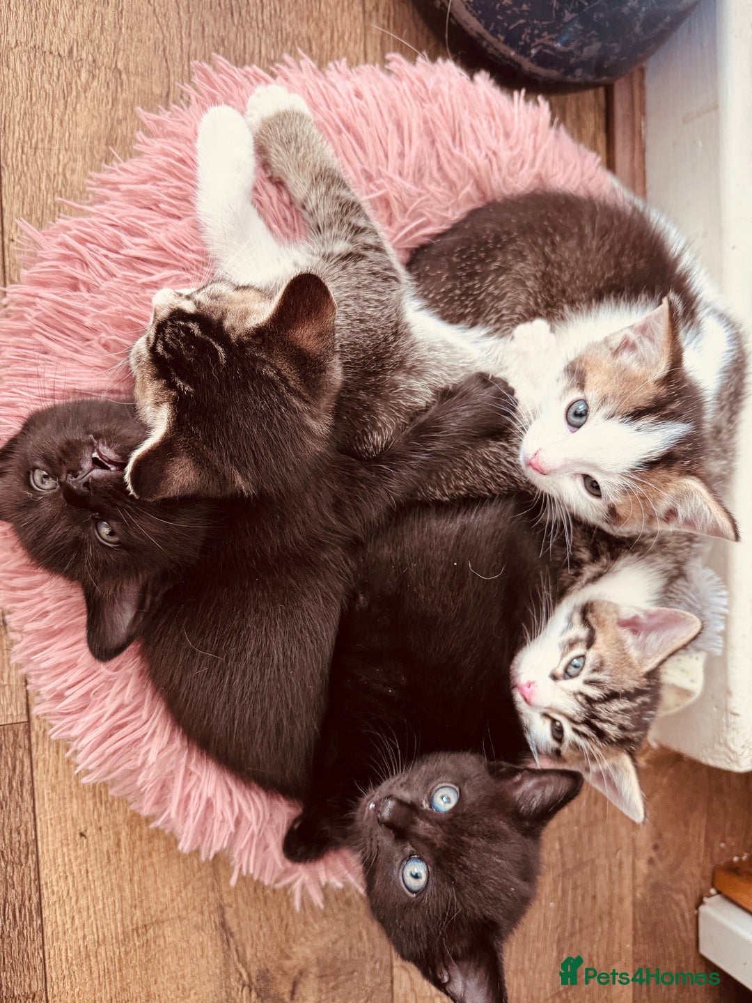 Mixed Breed cats for sale: Kittens ready for lovely homes - Image 2