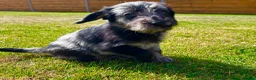 Labradoodle dogs for sale: Beautiful Merle Labradoodle Babies 🐾🐾🐾 - Advert 18
