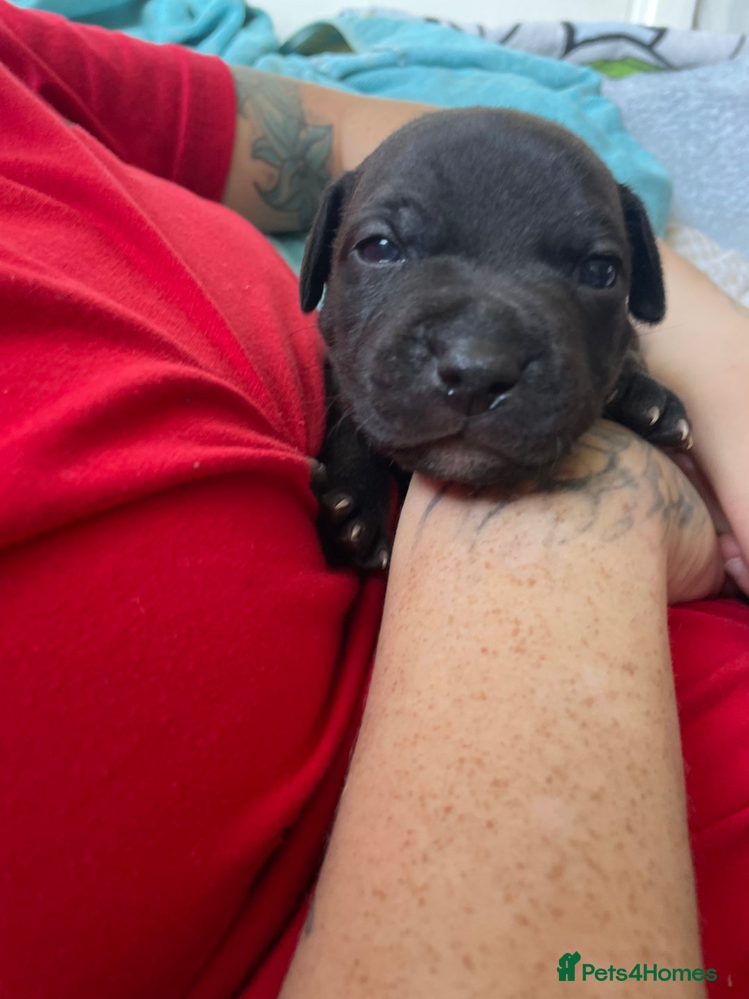 Staffordshire Bull Terrier dogs for sale: Last male Staffy looking for his forever home - Image 3