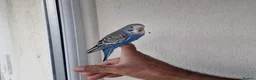 Budgerigars birds for sale: Super silly hand tamed baby budgies  - Advert 4