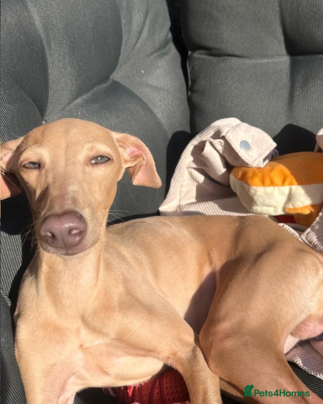 Italian Greyhound dogs for sale: Chilli  - Image 4