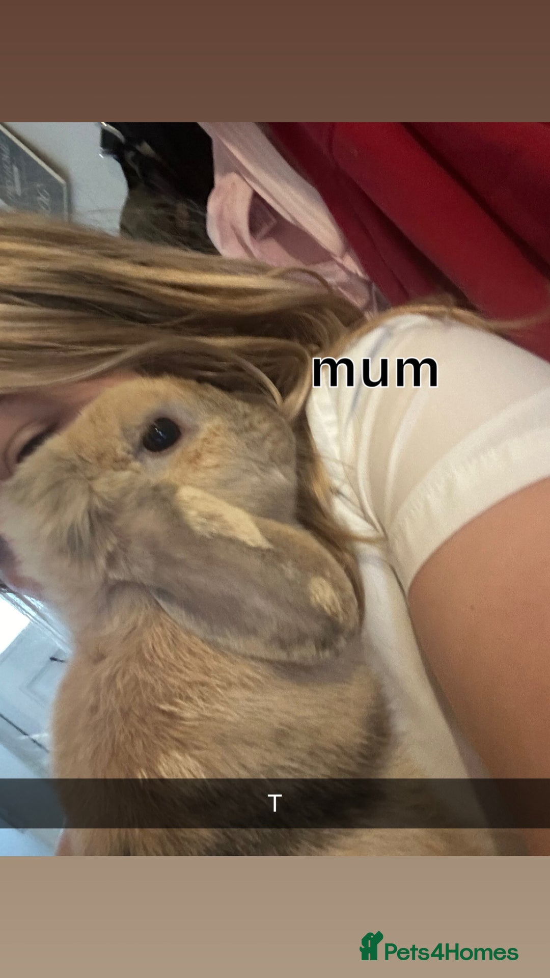 Mini Lop rabbits for sale: Gorgeous mini lip bunnies ready to go on 9thjan - Advert 2