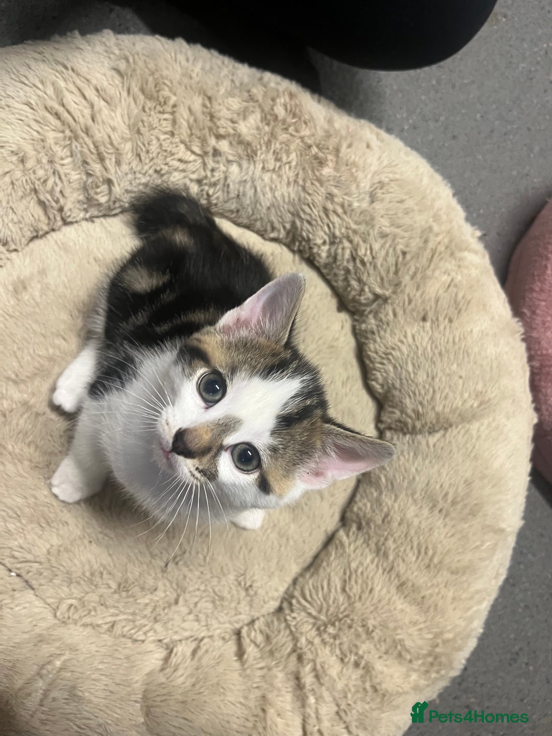 Mixed Breed cats for sale: 4 Handsome Male kittens 9week old - Advert 8