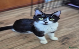 Mixed Breed cats for sale: Female Cat - Image 1