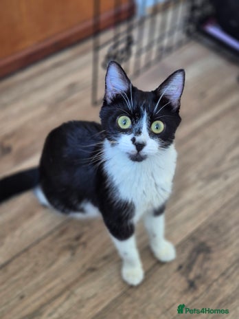 Mixed Breed cats - Advert 14